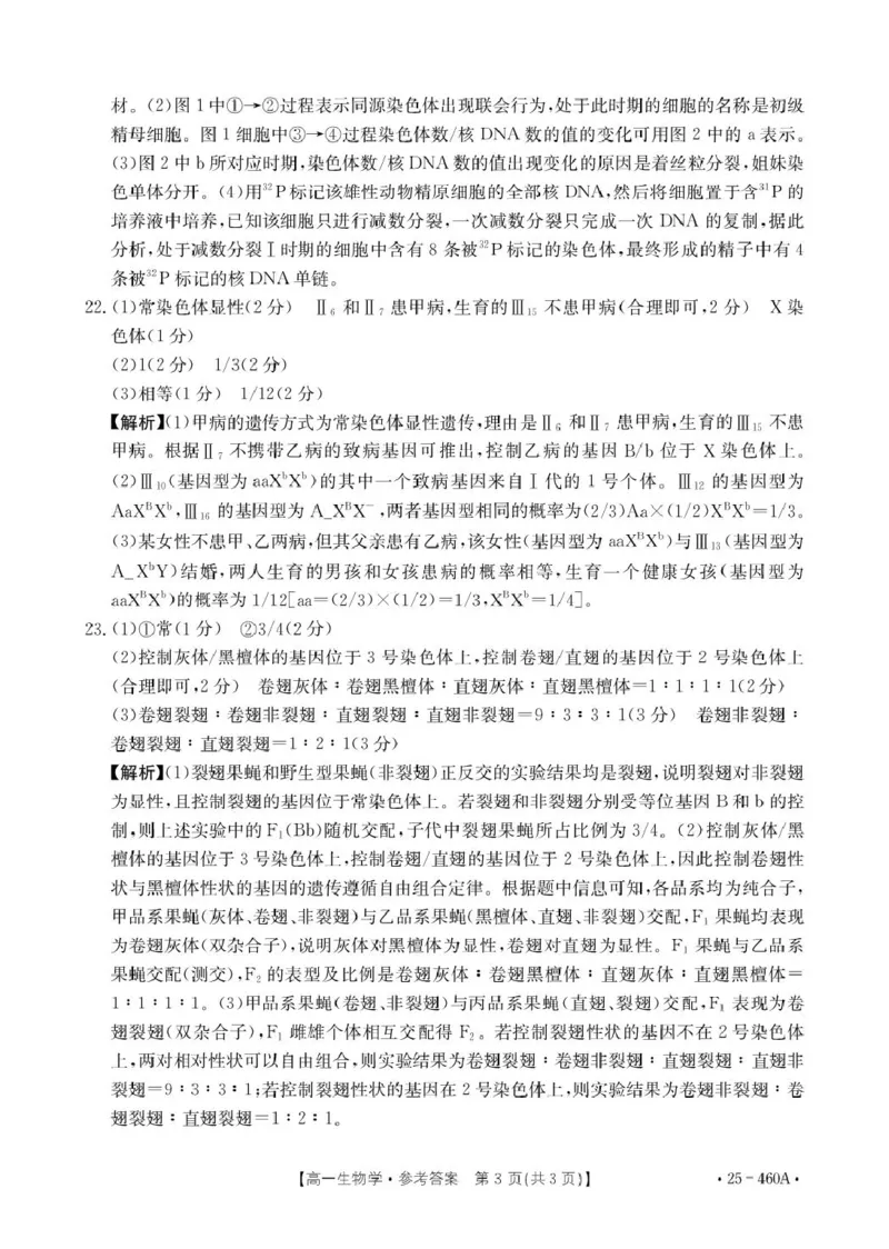 河北省邢台市卓越联盟2024-2025学年高一下学期4月期中生物答案_2025年05月试卷_0524河北省邢台市卓越联盟2024-2025学年高一下学期期中考试