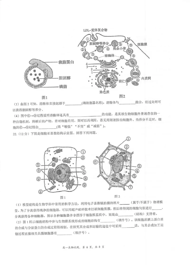 江苏省泰州中学2025-2026学年高一上学期11月期中考试生物PDF版含答案_2025年12月高一试卷_251214江苏省泰州中学2025-2026学年高一上学期11月期中考试（全）