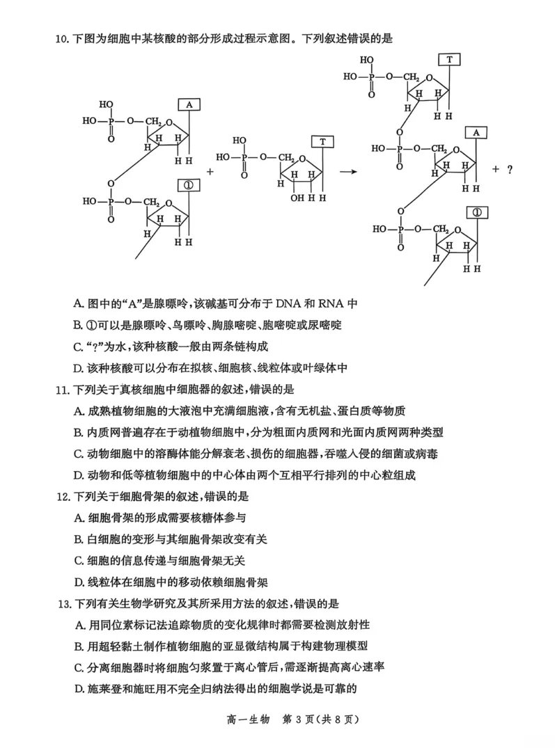 河北省沧衡名校联盟2025-2026学年高一上学期期中考试生物PDF版含解析_2025年12月高一试卷_251218河北省沧衡名校联盟2025-2026学年高一上学期期中考试（全）