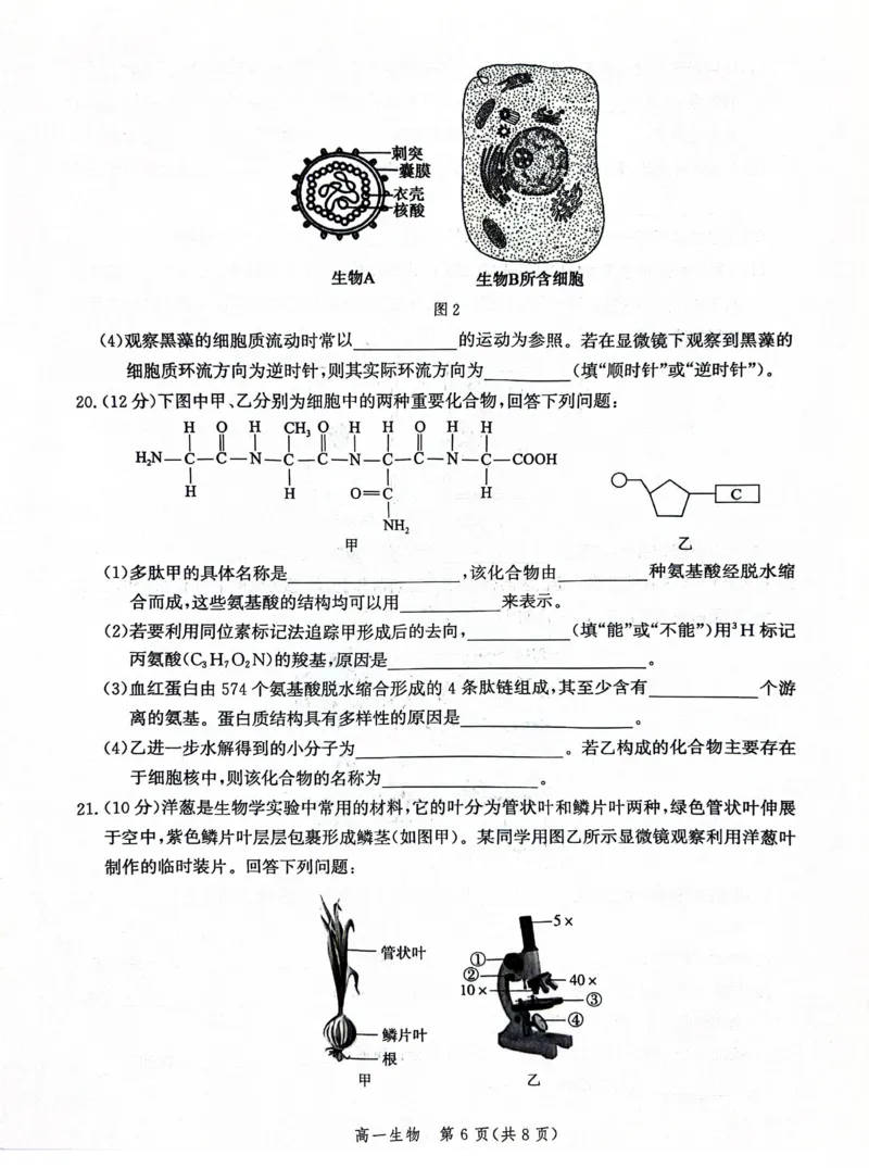河北省沧衡名校联盟2025-2026学年高一上学期期中考试生物PDF版含解析_2025年12月高一试卷_251218河北省沧衡名校联盟2025-2026学年高一上学期期中考试（全）