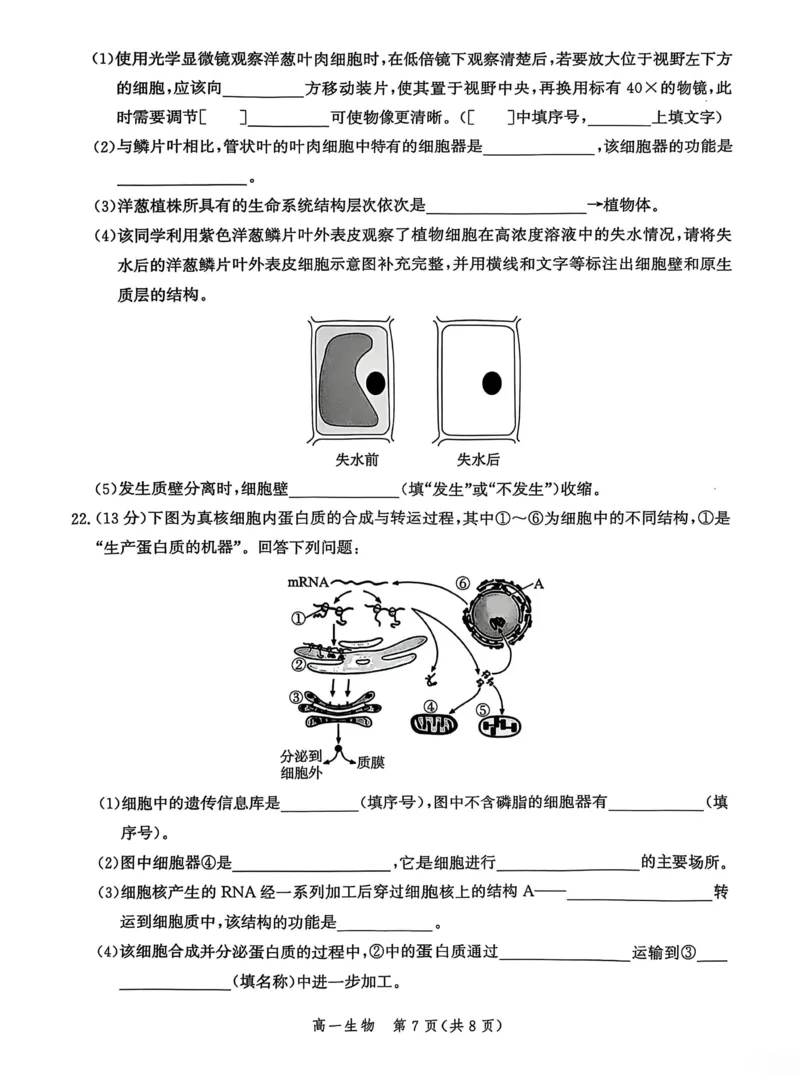 河北省沧衡名校联盟2025-2026学年高一上学期期中考试生物PDF版含解析_2025年12月高一试卷_251218河北省沧衡名校联盟2025-2026学年高一上学期期中考试（全）