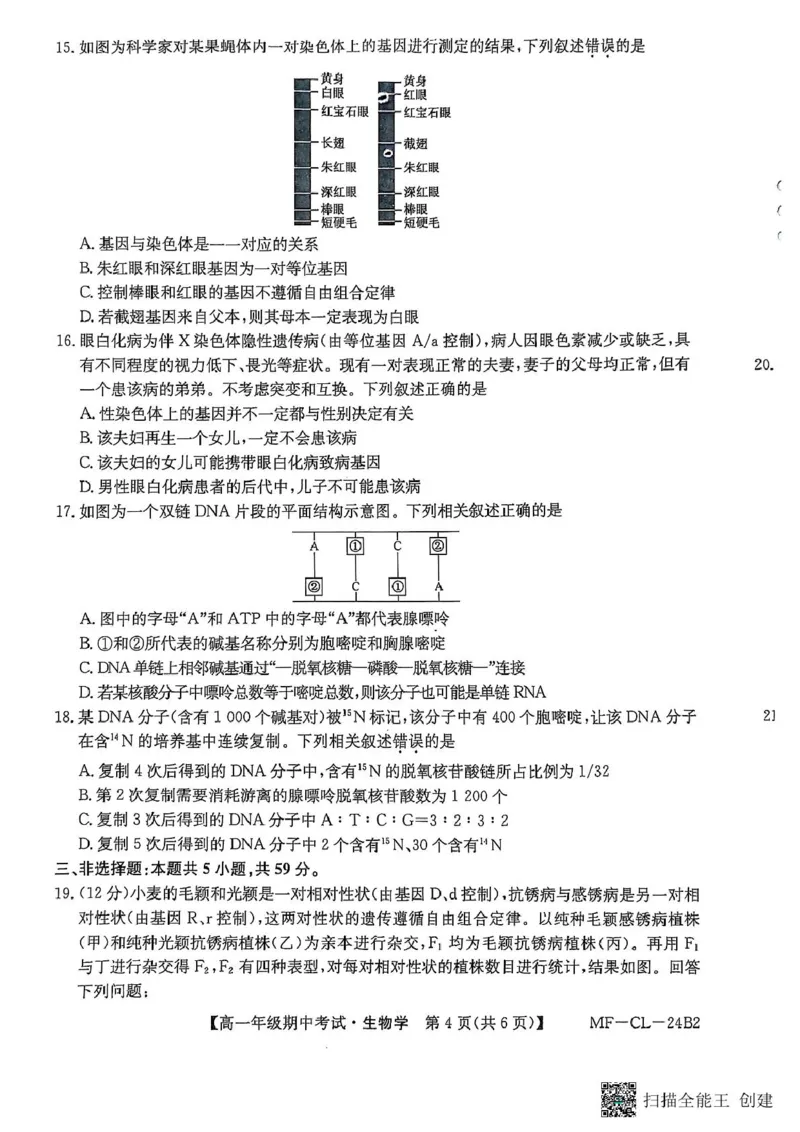 河北省沧州市四县联考2024-2025学年高一下学期4月期中生物试题_2025年04月试卷_0421河北省沧州市四县联考2024-2025学年高一下学期4月期中考试