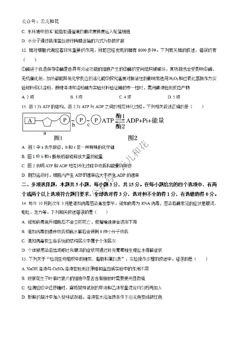 河北省沧州市四县联考2024-2025学年高一上学期11月月考生物试题Word版无答案_2024年12月试卷_1227河北省沧州四县联考2024-2025学年高一上学期11月月考