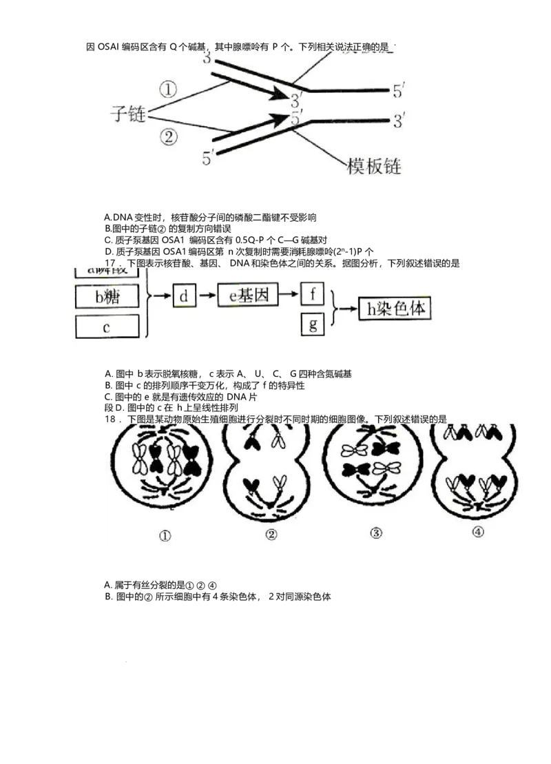 河北省邢台市卓越联盟2024-2025学年高一下学期4月月考生物试卷_2025年05月试卷_0524河北省邢台市卓越联盟2024-2025学年高一下学期期中考试