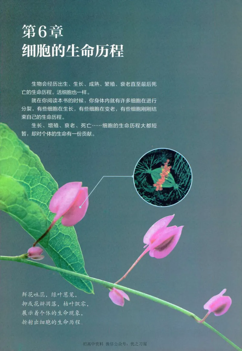 1新人教版高中生物必修1《分子与细胞》_高中三年全科资料_高中各科课本电子教材_06高中生物课本_人教版-生物课本