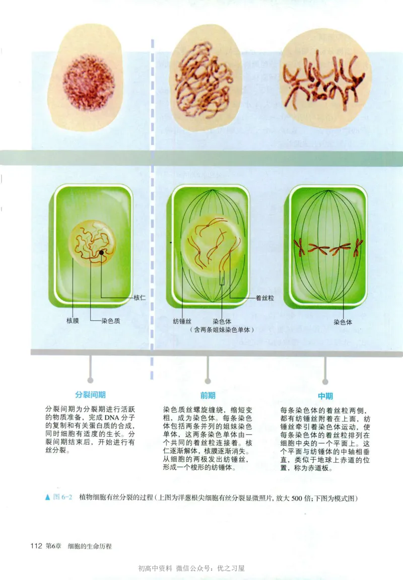 1新人教版高中生物必修1《分子与细胞》_高中三年全科资料_高中各科课本电子教材_06高中生物课本_人教版-生物课本