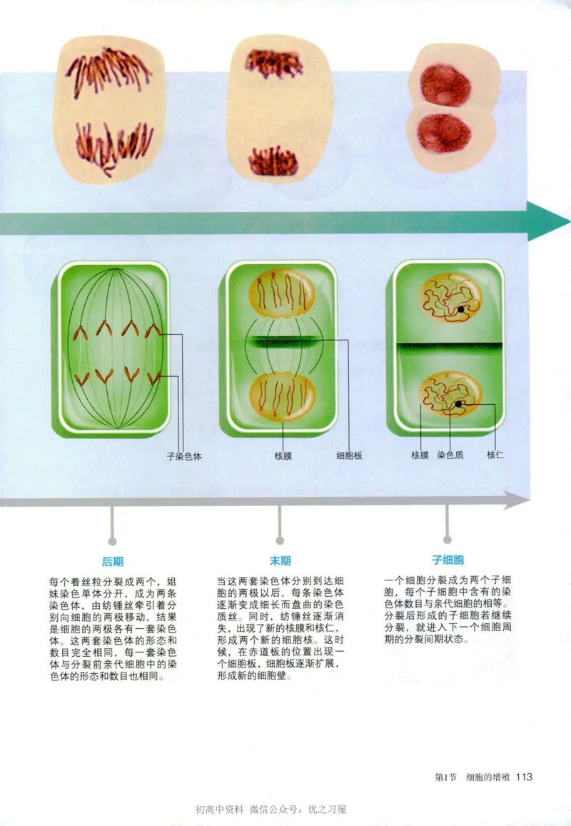 1新人教版高中生物必修1《分子与细胞》_高中三年全科资料_高中各科课本电子教材_06高中生物课本_人教版-生物课本
