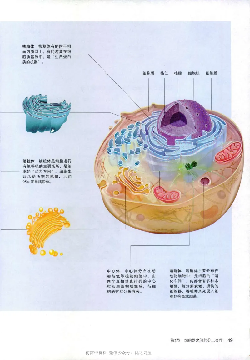 1新人教版高中生物必修1《分子与细胞》_高中三年全科资料_高中各科课本电子教材_06高中生物课本_人教版-生物课本