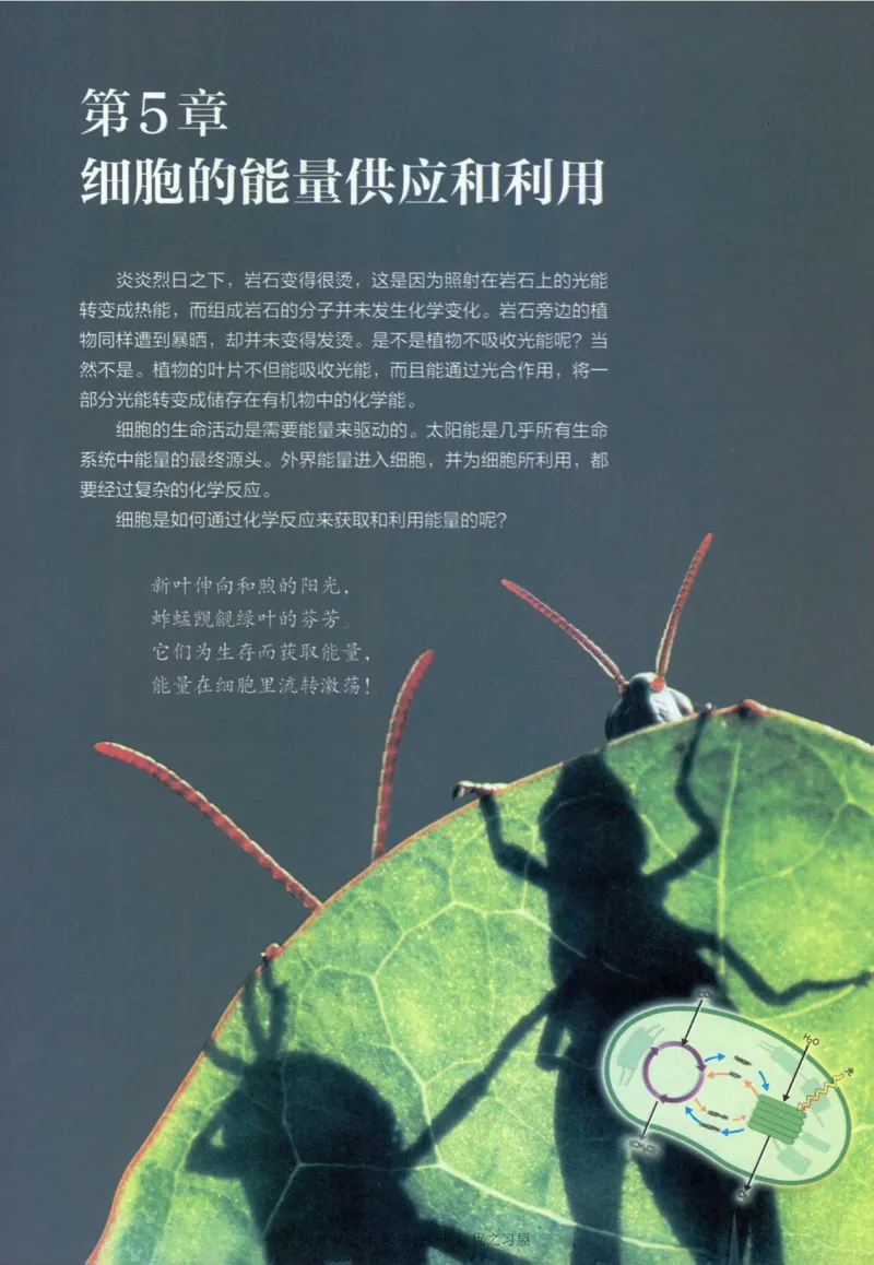 1新人教版高中生物必修1《分子与细胞》_高中三年全科资料_高中各科课本电子教材_06高中生物课本_人教版-生物课本