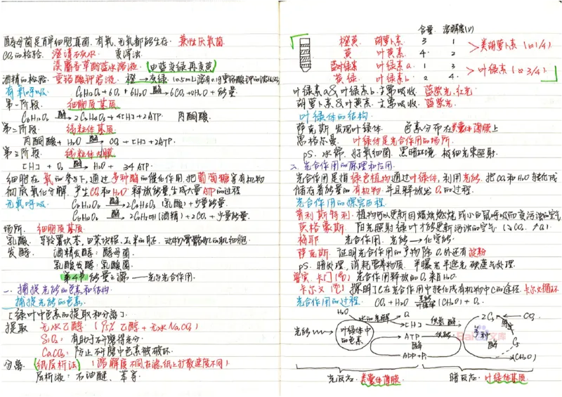 2020高考吉林理科状元（并列）刘梦非生物笔记_看图王_高中三年全科资料_高中_高中知识点整理_生物