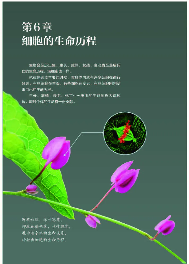 人教版生物必修1_电子课本_最新版高中全科高清电子课本_6高中生物课本_2019新人教版