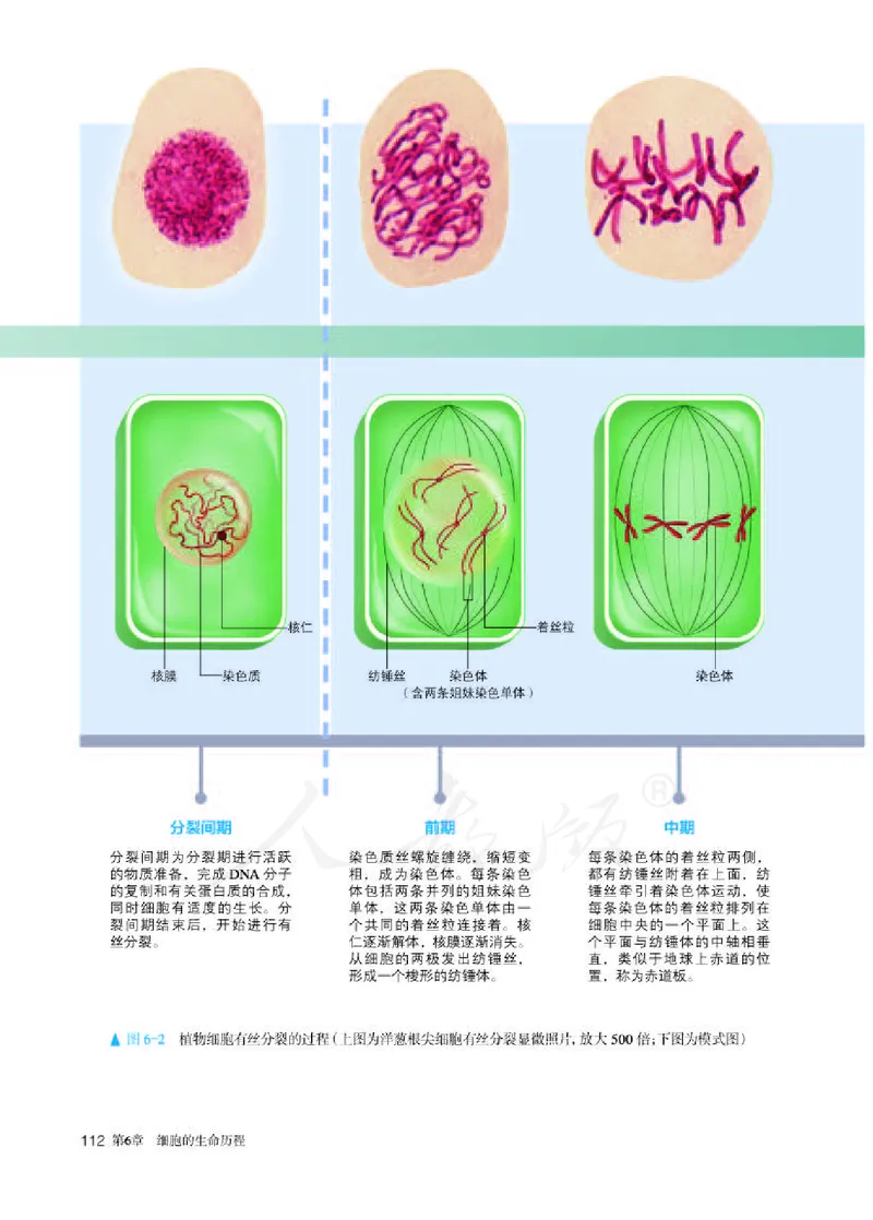 人教版生物必修1_电子课本_最新版高中全科高清电子课本_6高中生物课本_2019新人教版