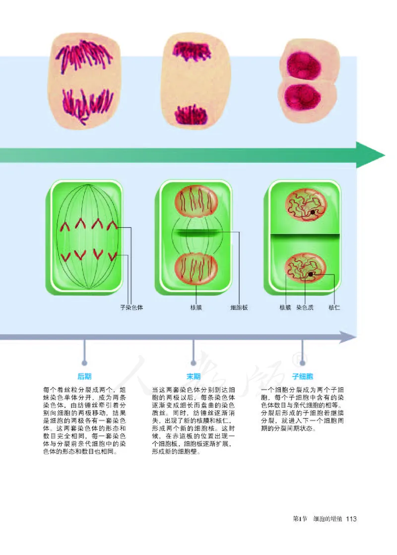 人教版生物必修1_电子课本_最新版高中全科高清电子课本_6高中生物课本_2019新人教版