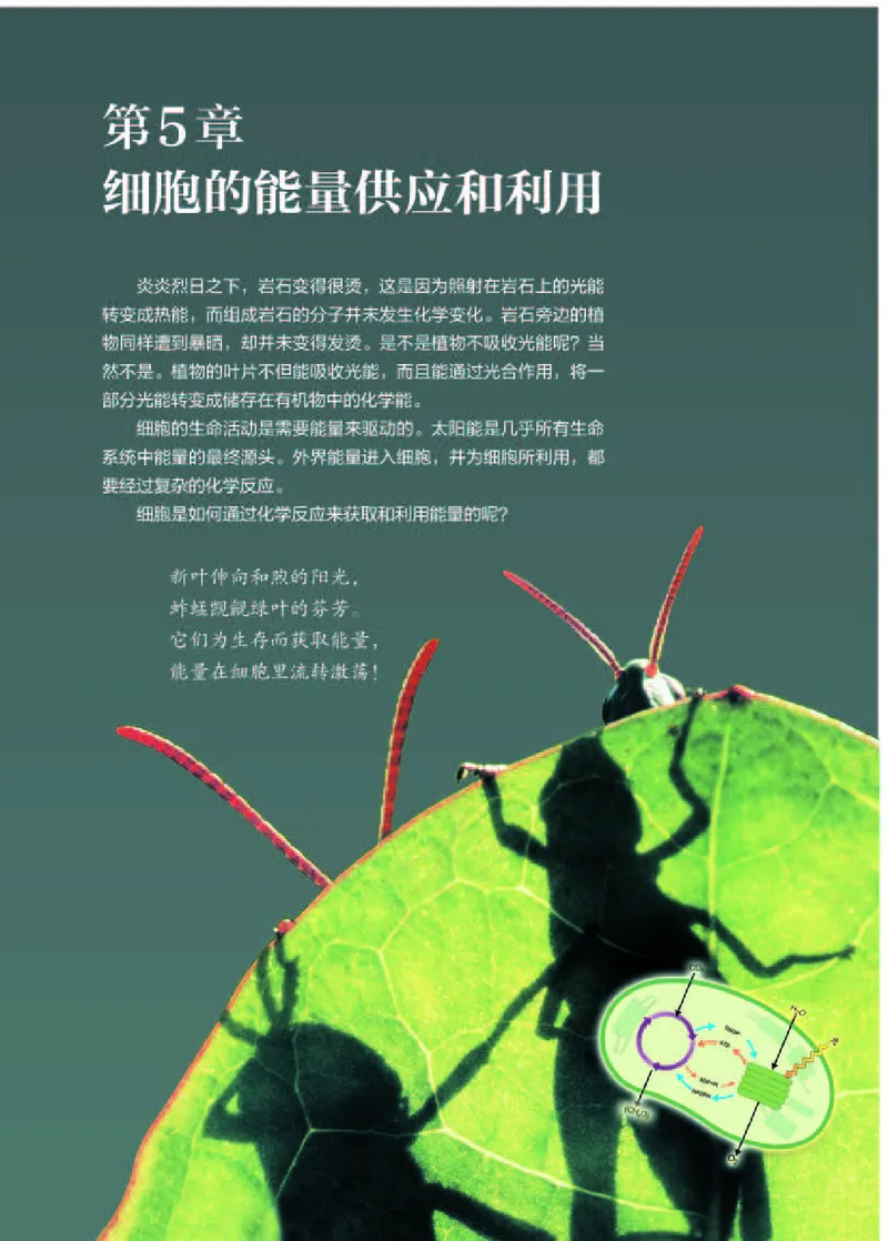 人教版生物必修1_电子课本_最新版高中全科高清电子课本_6高中生物课本_2019新人教版