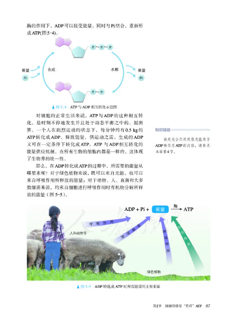 人教版生物必修1_电子课本_最新版高中全科高清电子课本_6高中生物课本_2019新人教版