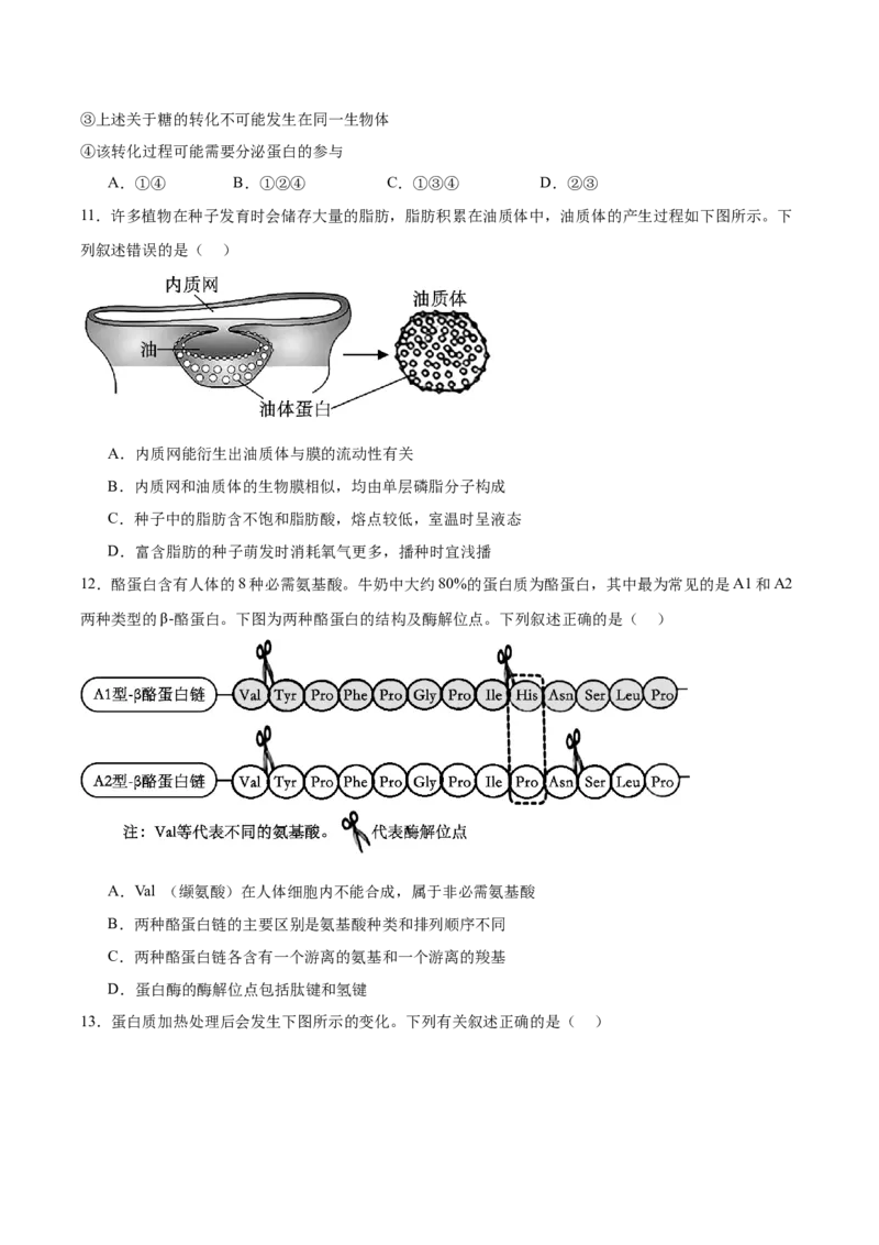 河北省石家庄市第一中学2025-2026学年高一上学期期中考试生物Word版含答案_2025年11月高一试卷_251117河北省石家庄市第一中学2025-2026学年高一上学期期中考试
