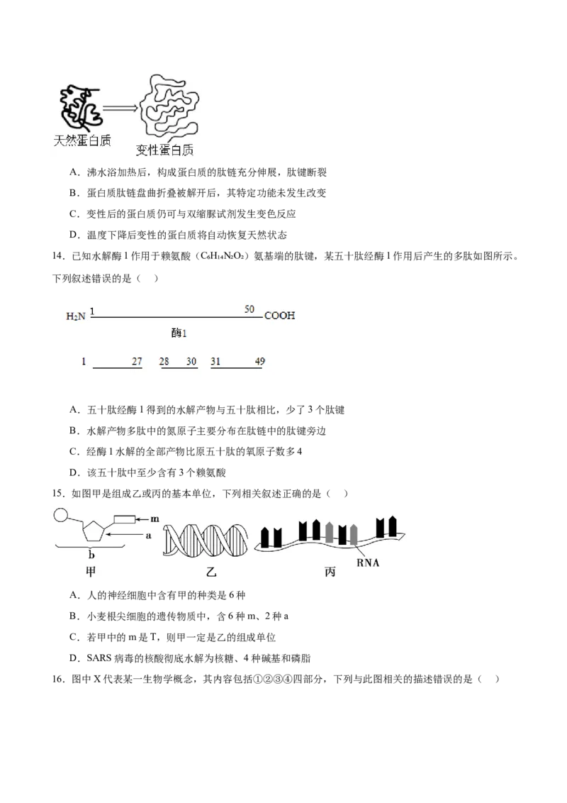 河北省石家庄市第一中学2025-2026学年高一上学期期中考试生物Word版含答案_2025年11月高一试卷_251117河北省石家庄市第一中学2025-2026学年高一上学期期中考试