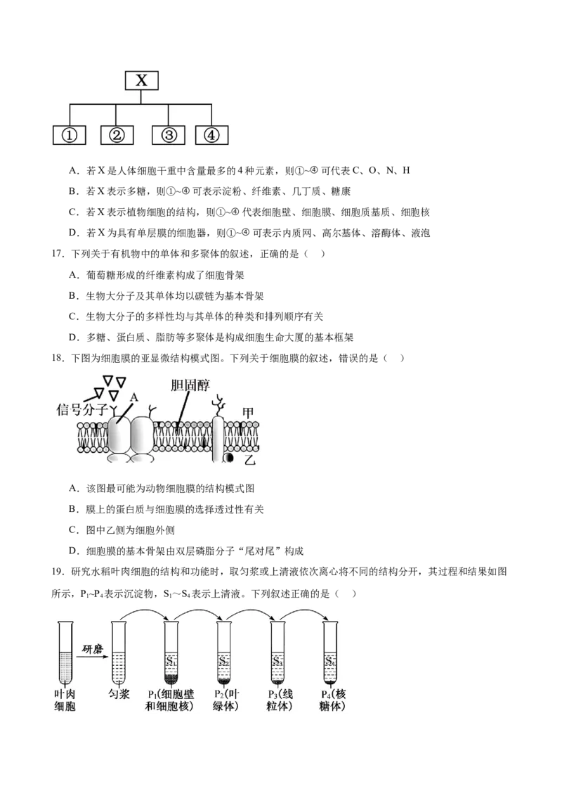 河北省石家庄市第一中学2025-2026学年高一上学期期中考试生物Word版含答案_2025年11月高一试卷_251117河北省石家庄市第一中学2025-2026学年高一上学期期中考试
