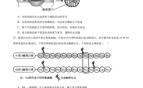 河北省石家庄市第一中学2025-2026学年高一上学期期中考试生物Word版含答案_2025年11月高一试卷_251117河北省石家庄市第一中学2025-2026学年高一上学期期中考试