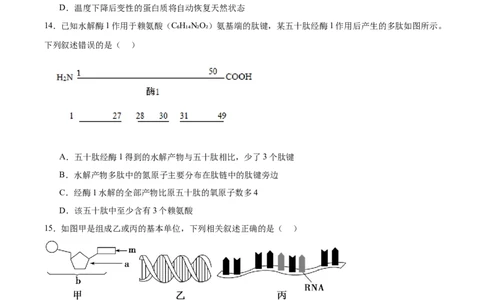 河北省石家庄市第一中学2025-2026学年高一上学期期中考试生物Word版含答案_2025年11月高一试卷_251117河北省石家庄市第一中学2025-2026学年高一上学期期中考试