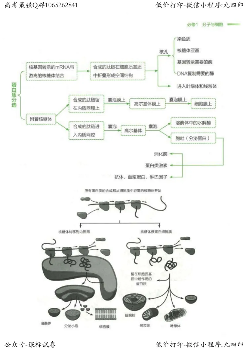 2023新高考生物核心考点基础知识妙招（336页）_高中三年全科资料_高中_高中知识点整理_生物