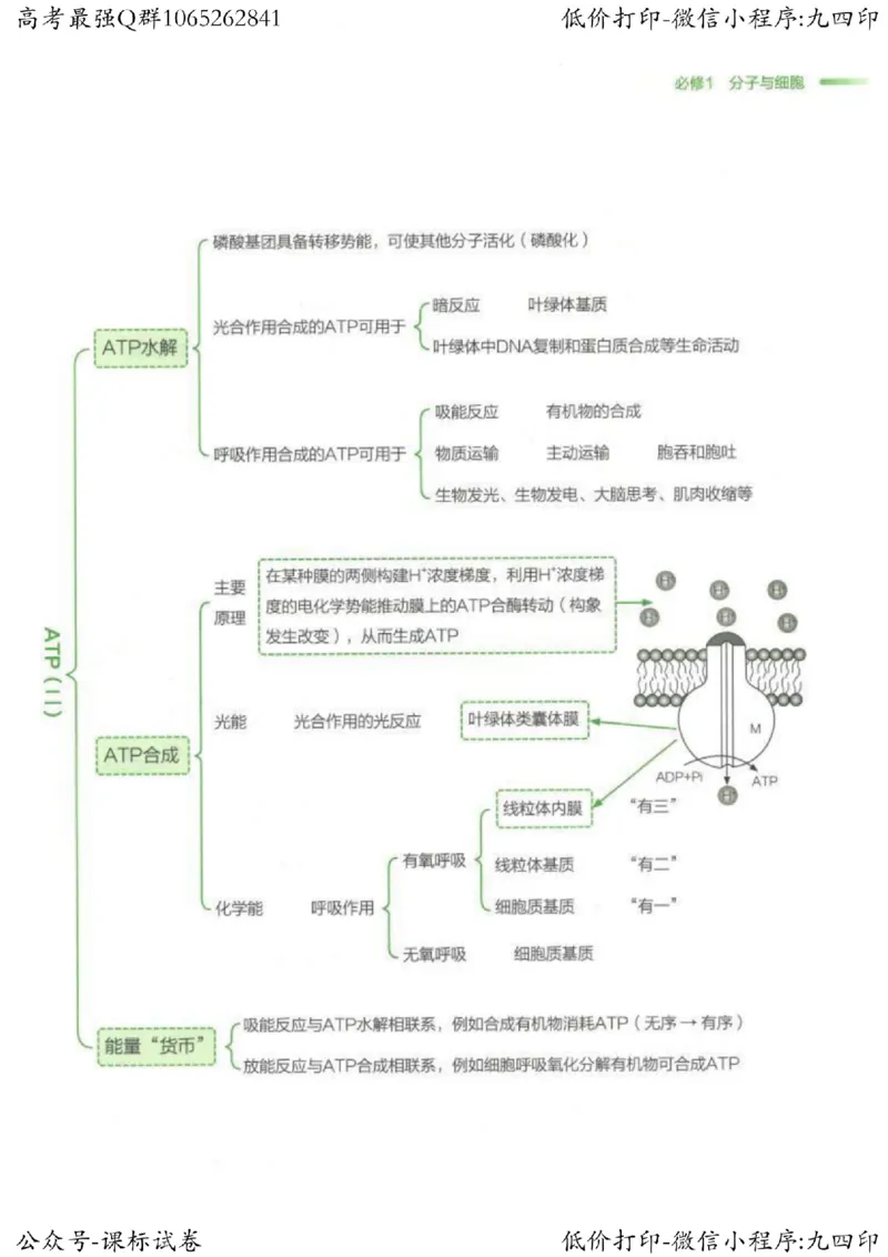 2023新高考生物核心考点基础知识妙招（336页）_高中三年全科资料_高中_高中知识点整理_生物