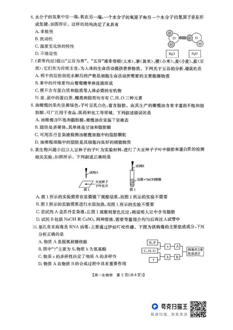 河南省金太阳联考2025-2026学年高一上学期期中考试生物学试卷含答案_2025年12月高一试卷_251204金太阳河南省2025-2026年度高一上学期中考试