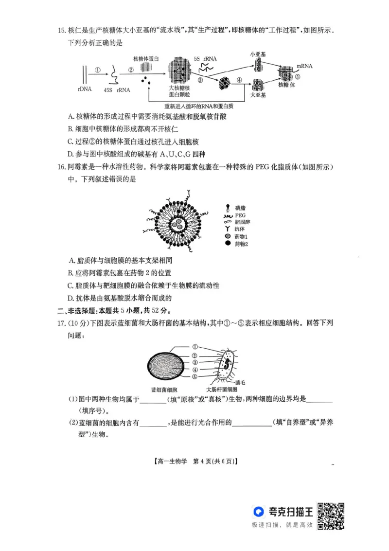河南省金太阳联考2025-2026学年高一上学期期中考试生物学试卷含答案_2025年12月高一试卷_251204金太阳河南省2025-2026年度高一上学期中考试