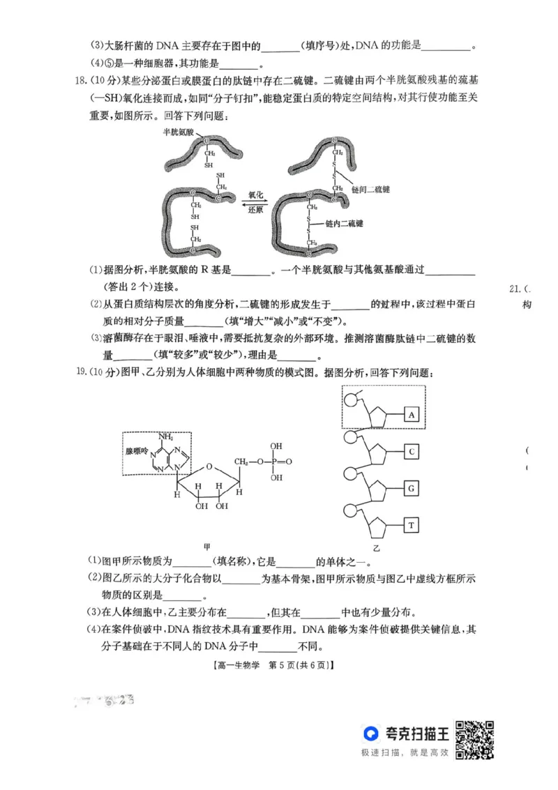 河南省金太阳联考2025-2026学年高一上学期期中考试生物学试卷含答案_2025年12月高一试卷_251204金太阳河南省2025-2026年度高一上学期中考试