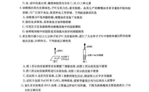 河南省金太阳联考2025-2026学年高一上学期期中考试生物学试卷含答案_2025年12月高一试卷_251204金太阳河南省2025-2026年度高一上学期中考试