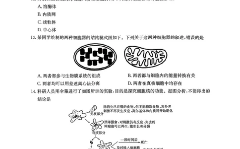 河南省金太阳联考2025-2026学年高一上学期期中考试生物学试卷含答案_2025年12月高一试卷_251204金太阳河南省2025-2026年度高一上学期中考试