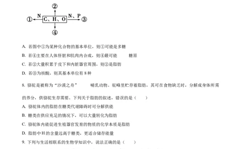 河南省郑州市十校2024-2025学年高一上学期期中联考生物试卷Word版无答案_2024年12月试卷_1213河南省郑州十校联考2024-2025学年高一上学期期中考试
