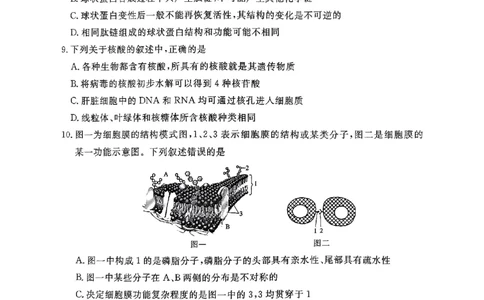 河南驻马店2024-2025学年（上）高一年级期中考试生物试题_2024年11月试卷_1122青桐鸣河南省普通高中2024-2025学年高一上学期期中