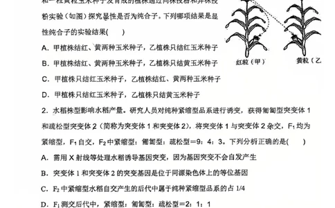 河南省郑州外国语学校2024-2025学年高一下学期期中考试生物试卷_2025年05月试卷_0530河南省郑州外国语学校2024-2025学年高一下学期期中考试