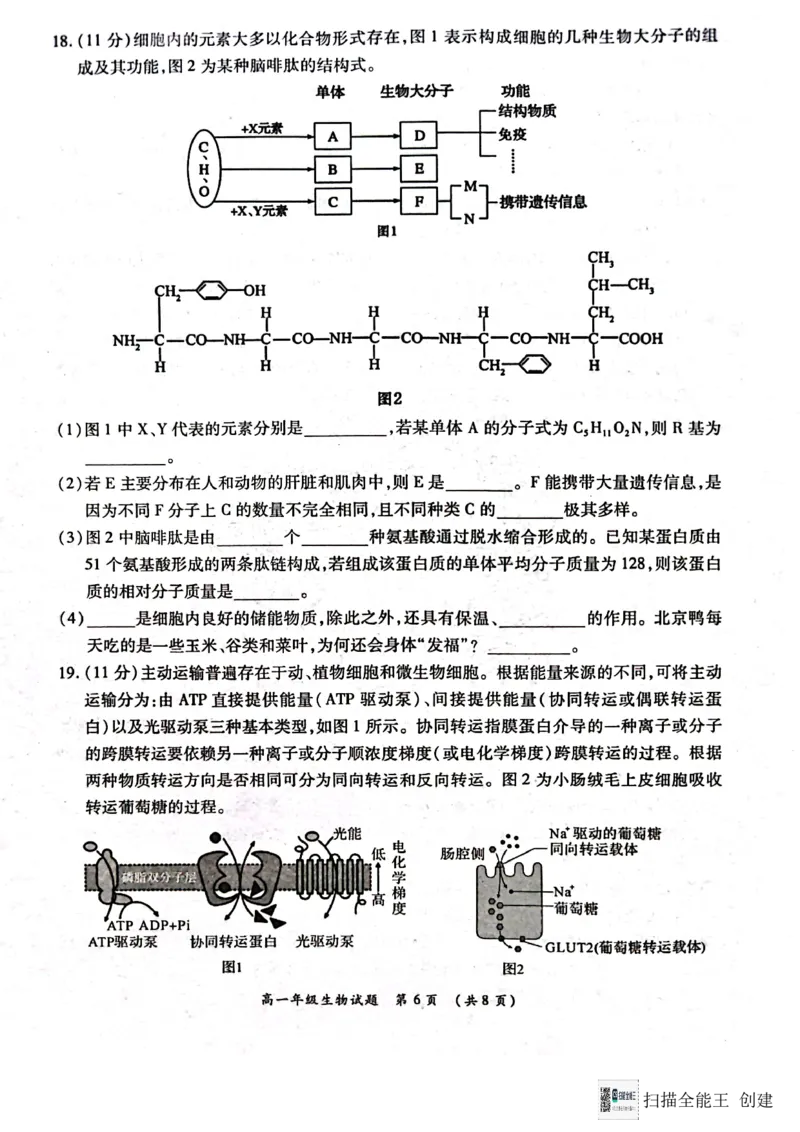 河南省南阳市六校2024-2025学年高一上学期12月月考生物试题_2024年12月试卷_1222河南省南阳市2024年秋期高一年级六校第二次联考