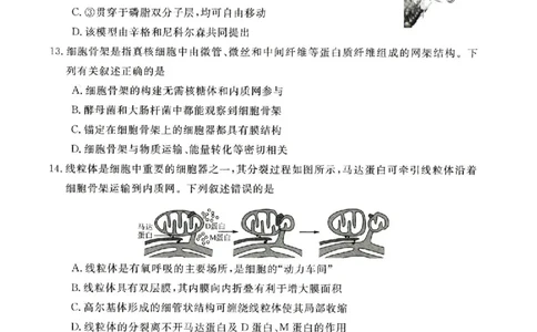 河南省新未来2025-2026学年高一上学期11月期中生物试题含答案_2025年11月高一试卷_251118河南省新未来多校联考2025-2026学年高一上学期11月期中质量检测试题