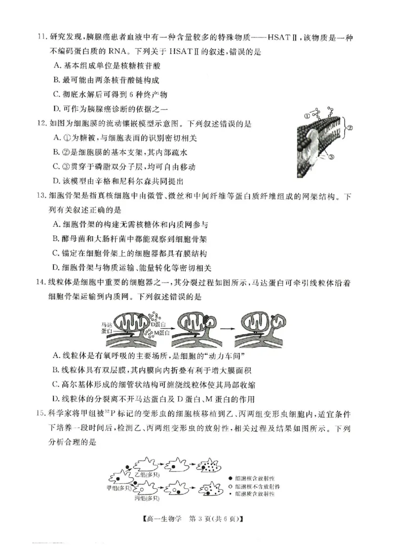 河南省新未来2025-2026学年高一上学期11月期中生物试题含答案_2025年11月高一试卷_251118河南省新未来多校联考2025-2026学年高一上学期11月期中质量检测试题