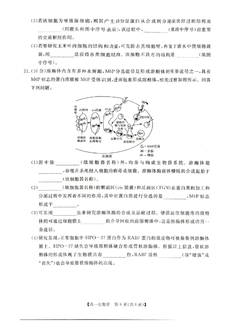 河南省新未来2025-2026学年高一上学期11月期中生物试题含答案_2025年11月高一试卷_251118河南省新未来多校联考2025-2026学年高一上学期11月期中质量检测试题