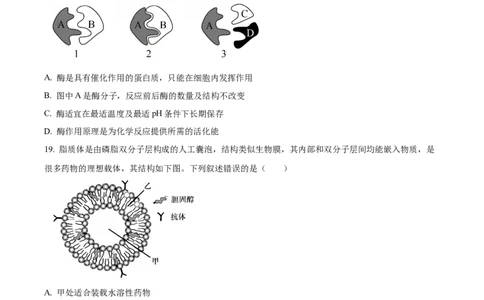 浙江省七彩阳光2025-2026学年高一上学期期中11月生物试卷Word版无答案_2025年12月高一试卷_251207浙江省&rdquo;七彩阳光&ldquo;新高考研究联盟2025-2026学年高一上学期期中（全）
