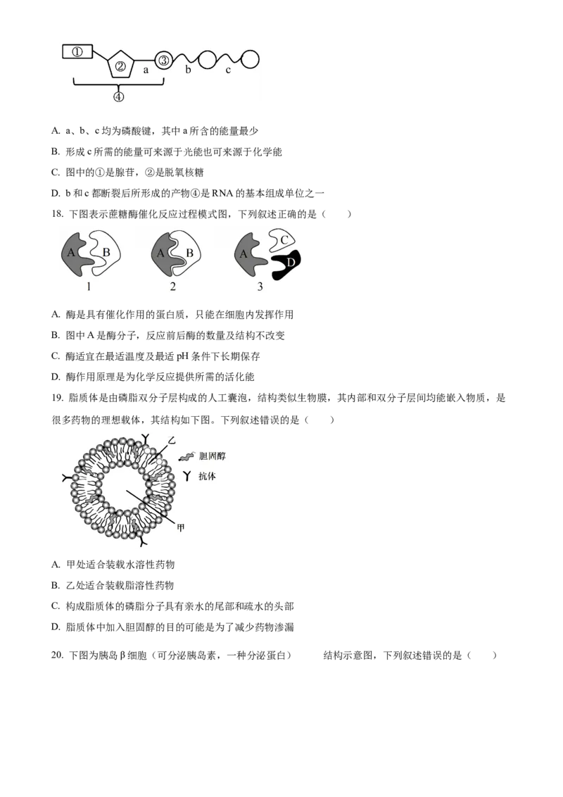 浙江省七彩阳光2025-2026学年高一上学期期中11月生物试卷Word版无答案_2025年12月高一试卷_251207浙江省&rdquo;七彩阳光&ldquo;新高考研究联盟2025-2026学年高一上学期期中（全）