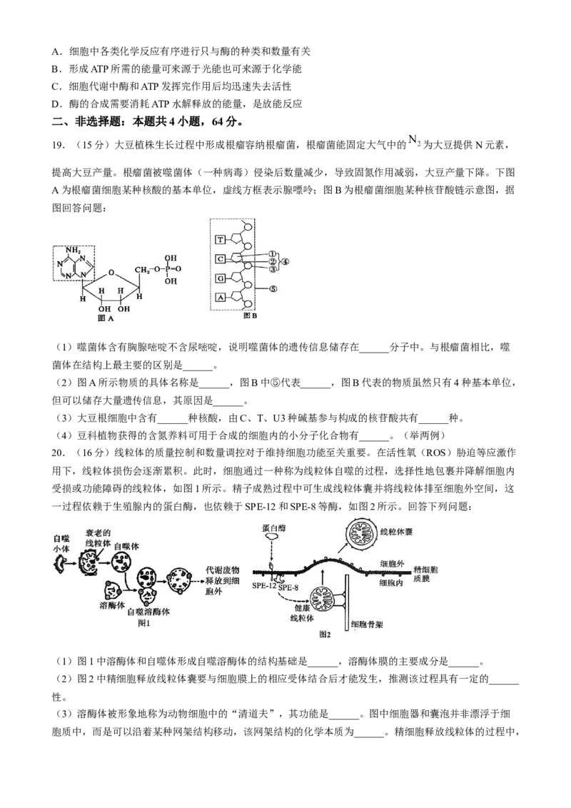 湖北省百强高中名校2025-2026学年高一上学期12月月考生物试题_2026年01月高一试卷_260109湖北省百强高中名校2025-2026学年高一上学期12月月考