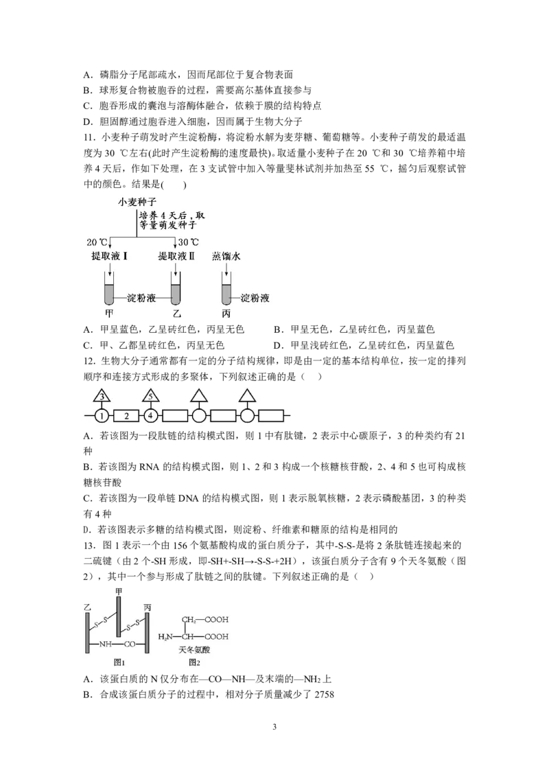 湖北省荆州中学2025-2026学年高一上学期期中考试生物试卷PDF_2025年11月高一试卷_251122湖北省荆州中学2025-2026学年高一上学期期中考试（全）