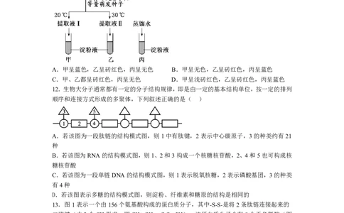 湖北省荆州中学2025-2026学年高一上学期期中考试生物试卷PDF_2025年11月高一试卷_251122湖北省荆州中学2025-2026学年高一上学期期中考试（全）