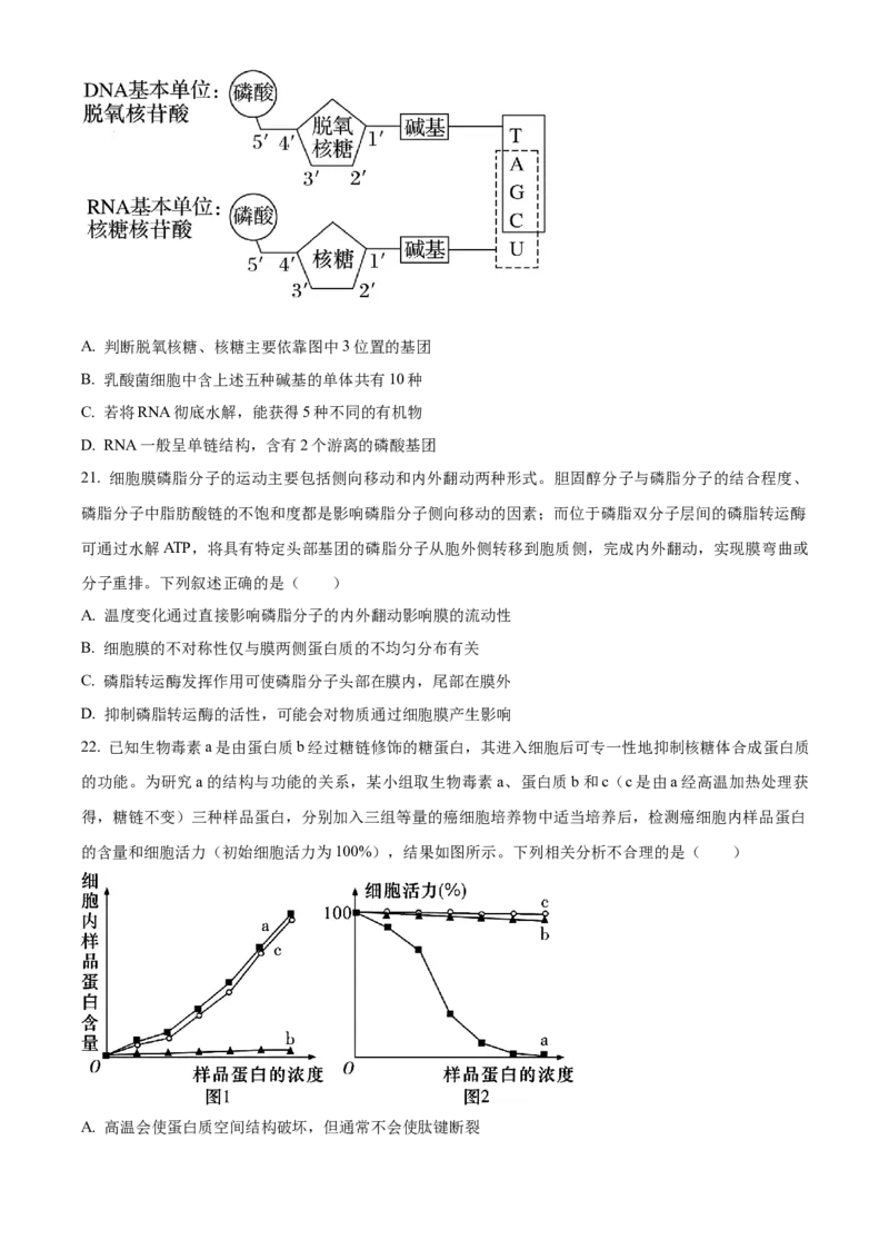 湖北省荆州中学2025-2026学年高一上学期10月月考生物试卷（原卷版）_2025年11月高一试卷_251107湖北省荆州市荆州中学2025-2026学年高一上学期10月月考