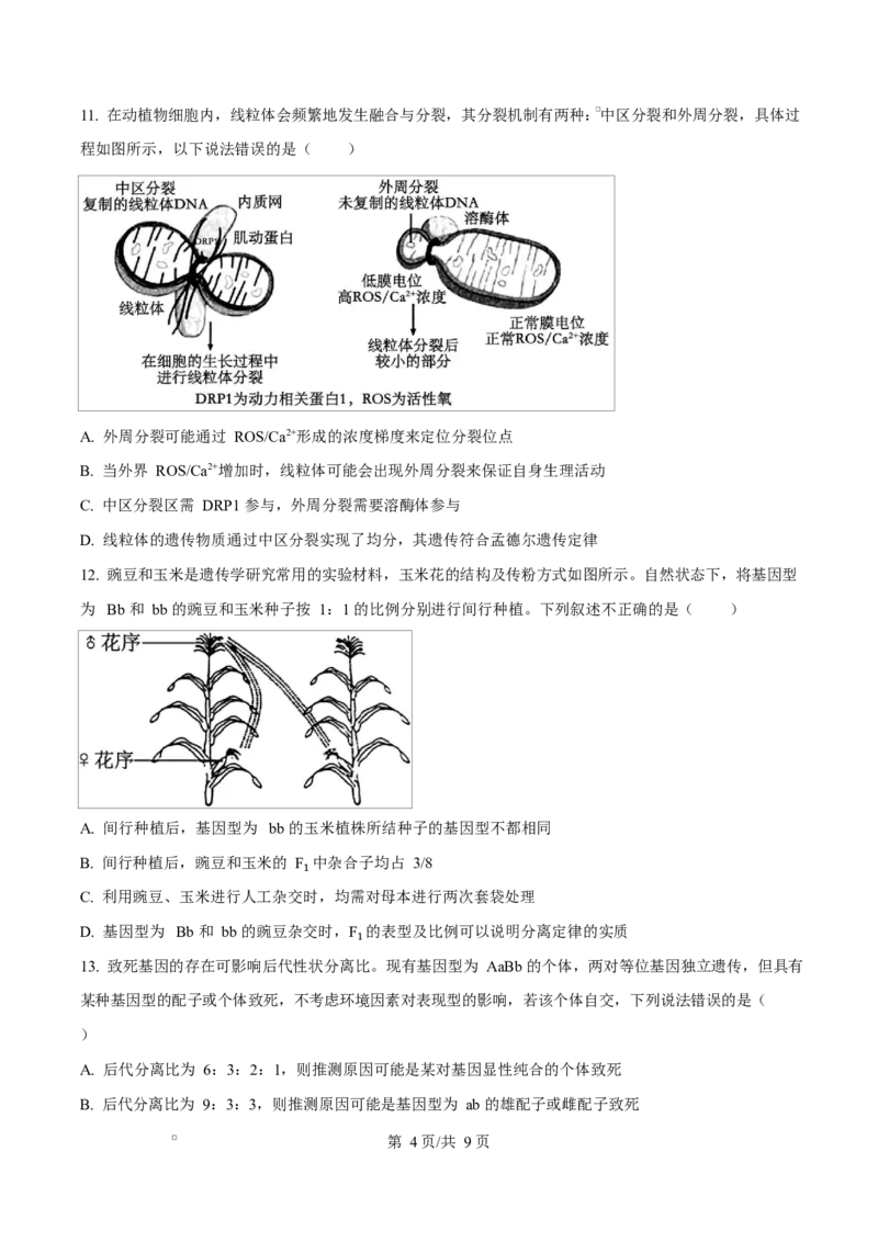 湖北省襄阳市第四中学2024&mdash;2025学年高一下学期3月考试生物试题（原卷版）_2025年04月试卷_0428湖北省襄阳市第四中学2024-2025学年高一下学期3月月考