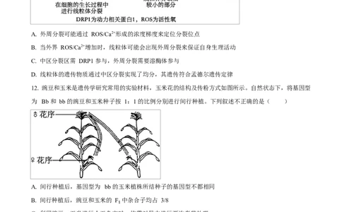 湖北省襄阳市第四中学2024&mdash;2025学年高一下学期3月考试生物试题（原卷版）_2025年04月试卷_0428湖北省襄阳市第四中学2024-2025学年高一下学期3月月考