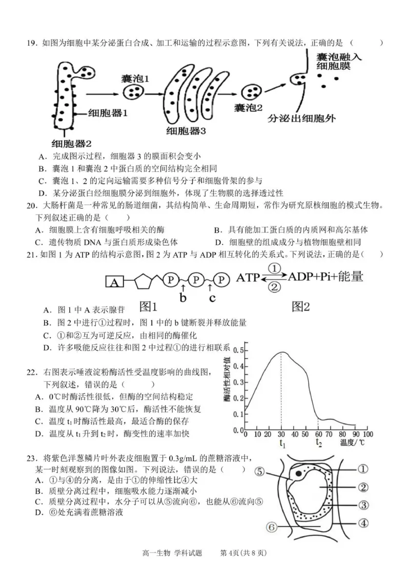 浙江省温州新力量联盟2025-2026学年高一上学期11月期中联考生物试题_2025年12月高一试卷_251210浙江省温州市新力量联盟2025-2026学年高一上学期11月期中（全）