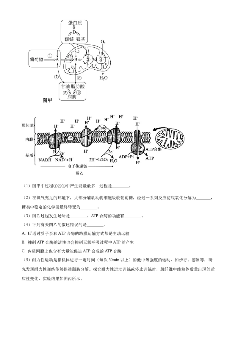 湖北省武昌实验中学2025-2026学年高一上学期十二月月考生物试卷（原卷版）_2026年01月高一试卷_260112湖北省武汉市武昌实验中学2025-2026学年高一上学期12月月考
