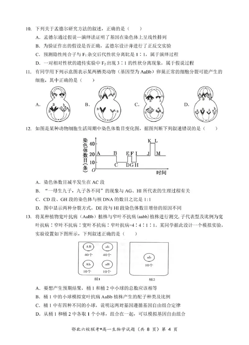 湖北省鄂北六校2024-2025学年度高一下学期期中联考生物试题_2025年04月试卷_0426湖北省鄂北六校2024-2025学年高一下学期期中联考