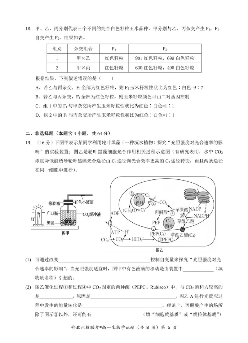 湖北省鄂北六校2024-2025学年度高一下学期期中联考生物试题_2025年04月试卷_0426湖北省鄂北六校2024-2025学年高一下学期期中联考